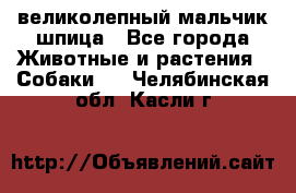 великолепный мальчик шпица - Все города Животные и растения » Собаки   . Челябинская обл.,Касли г.